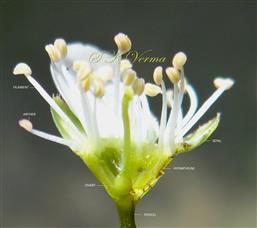  Flower V.S.